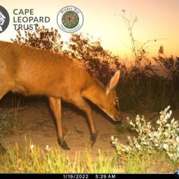 Common duiker